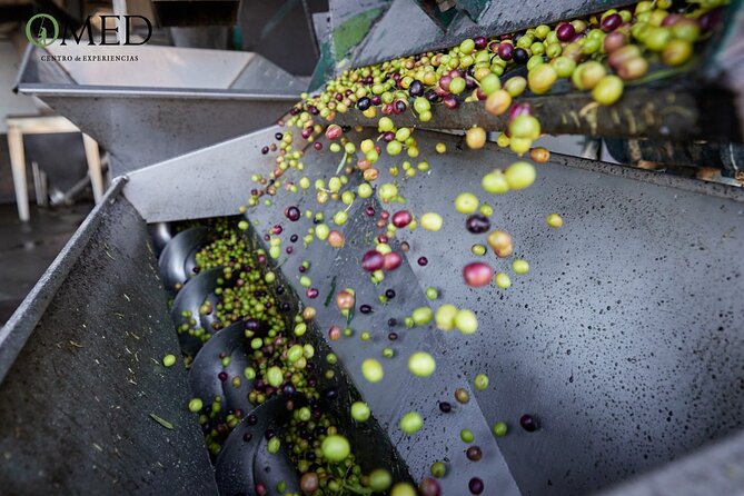 Granada in EVOO: Guided tour and unique sensorial tasting - The Importance of Sustainability in Olive Oil Production