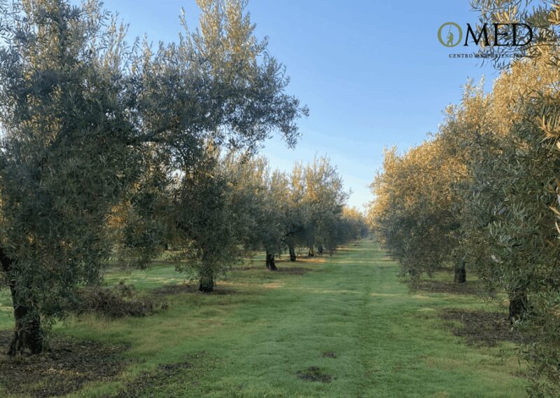 Granada in EVOO: Olive grove guided tour and sensory tasting - The Location of Granada in EVOO and Its Proximity to Granada