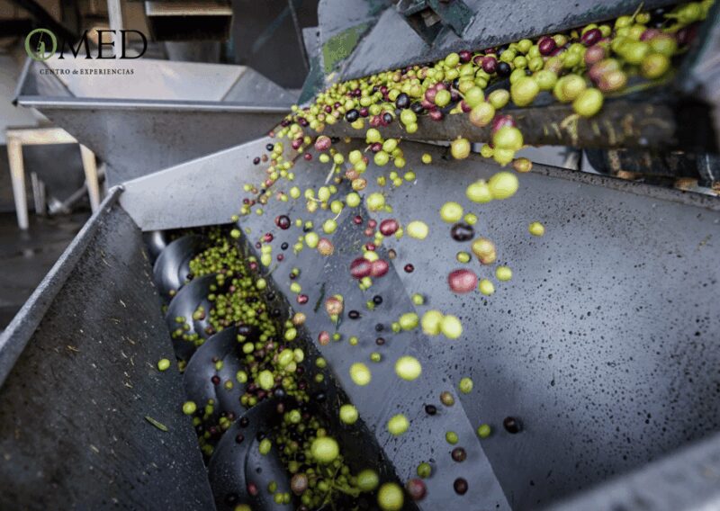 Granada in EVOO: Olive grove guided tour and sensory tasting - How an Olive Oil Mill Operates: From Fruit to Bottling