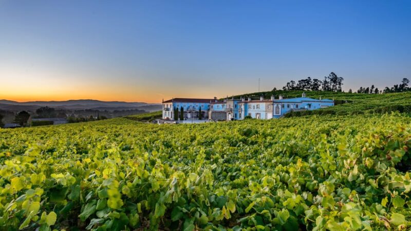 Granbazán Winery: Guided Tour and Wine Tasting - Explore Galicia’s Renowned Granbazán Winery for Only $23