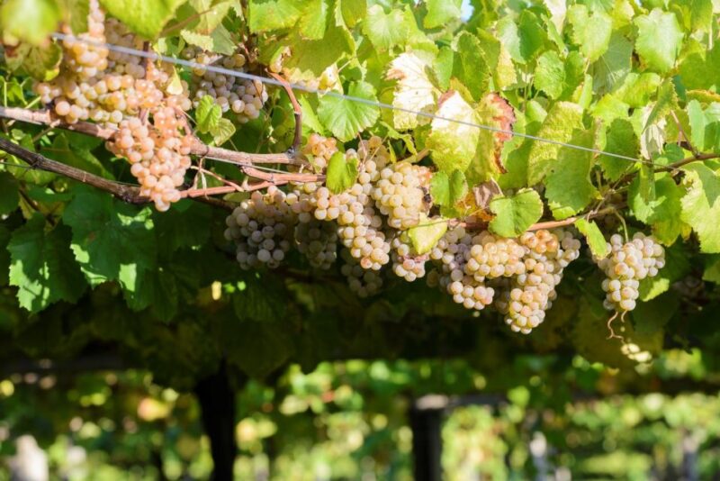 Granbazán Winery: Guided Tour and Wine Tasting - Insights from Past Reviews: Guides, Wines, and Atmosphere