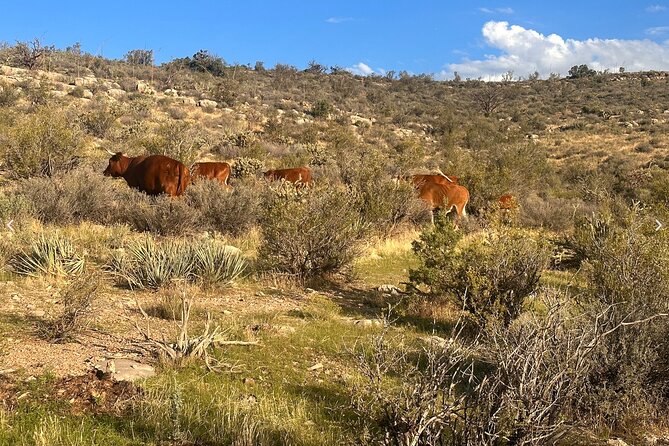 Grand Canyon ATV Tour - The 4-Hour Exploration of the Joshua Tree Region