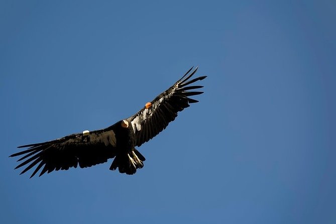 Grand Canyon Hiking Day Trip from Sedona or Flagstaff - What’s Included and What You Should Know