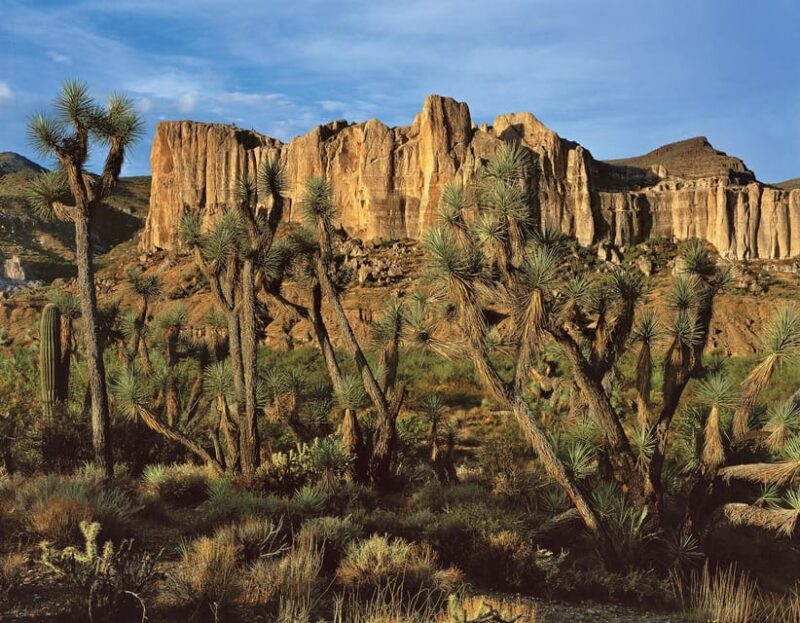 Grand Canyon Hoover Dam and Joshua Tree VIP Small Group Tour - Exclusive Access to Hidden Spots and Photo Ops