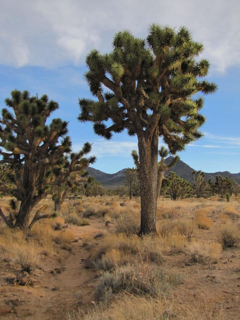 Grand Canyon Hoover Dam and Joshua Tree VIP Small Group Tour - The Joshua Tree Forest Experience