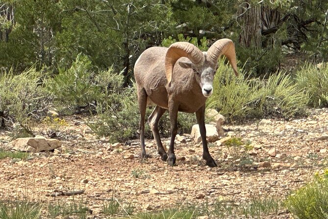Grand Canyon Luxury Car Tour Experience - The Comfort and Flexibility of a Private Tour