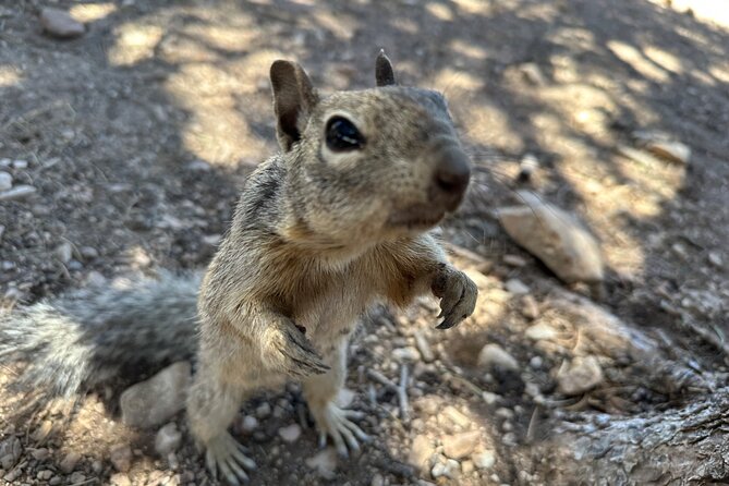 Grand Canyon Luxury Car Tour Experience - Logistics and Booking Details