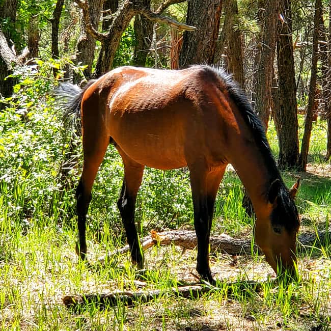 Grand Canyon South Rim Sunset Tour wth Dinner included - Dining at We Cook Pizza and Pasta