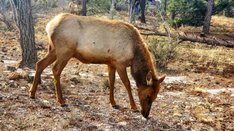 Grand Canyon South Rim Tour with Lunch included - The Lunch Break at We Cook Pizza and Pasta