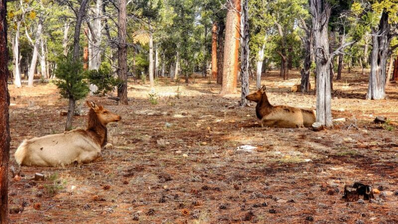 Grand Canyon South Rim Tour with Lunch included - What Sets This Tour Apart from Others