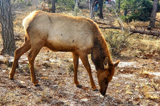 Grand Canyon South Rim Tour with Lunch included - Learning the Canyon’s Stories and Secrets