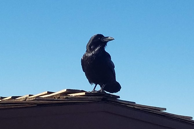 Grand Canyon Tour from Tusayan - Starting at Tusayan for a Hassle-Free Trip to the Grand Canyon South Rim