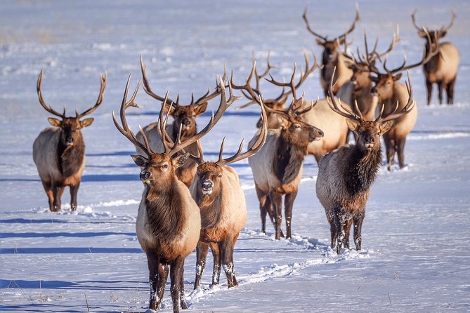 Grand Teton and National Elk Refuge Winter Wonderland Full Day Adventure - Practical Details: Logistics, Booking, and What to Wear