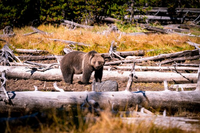 Grand Teton and Yellowstone Self-Guided Driving Tours Bundle - Comparing Cost and Value