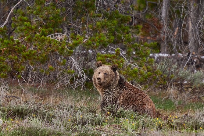 Grand Teton Half Day Tour - Wildlife You Can Expect to See