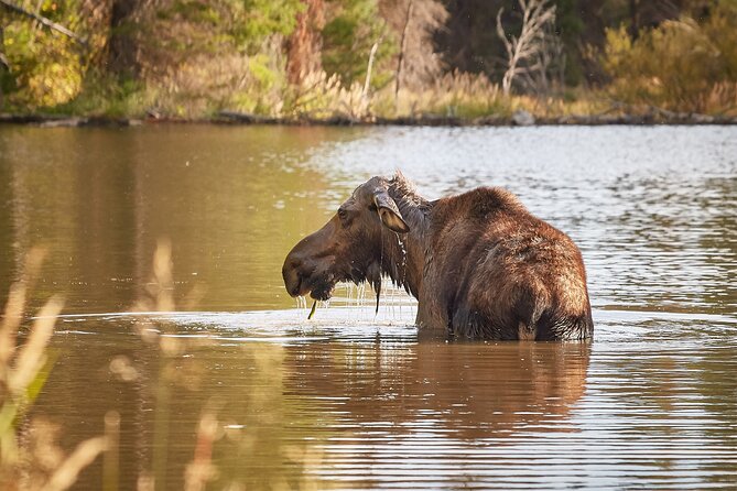 Grand Teton Half Day Tour - Scenic Drives and Photo Opportunities