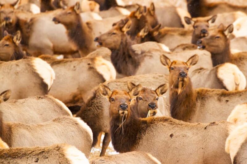 Grand Teton National Park: 8-Hour Willdlife & Snowshoe Tour - Flexibility and Booking Options