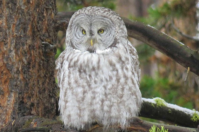 Grand Teton National Park - Full-Day Guided Tour from Jackson Hole - Jackson Lake and the Magnificent Mountain Backdrop