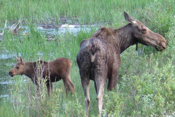 Grand Teton National Park - Full-Day Guided Tour from Jackson Hole - Wildlife Spotting with Binoculars and Expert Guidance