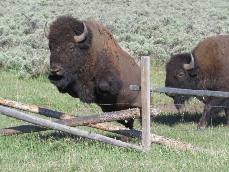 Grand Teton National Park: Full-Day Tour with Boat Ride - Picnic Lunch and Refreshments in the Park