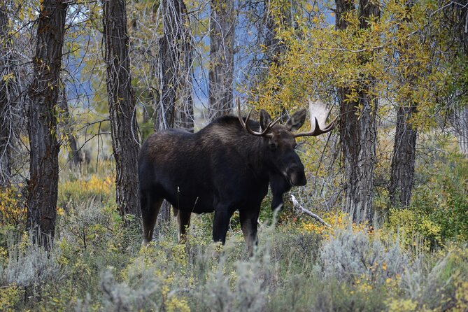 Grand Teton National Park Private Sunrise Tour - Why This Tour Is a Great Choice for Sunrise Seekers