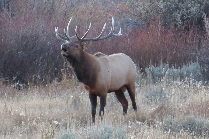 Grand Teton National Park - PRIVATE Sunrise Tour from Jackson Hole - Wildlife Watching at Oxbow Bend and Beyond