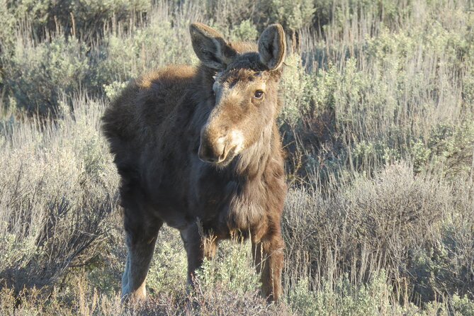 Grand Teton National Park - PRIVATE Sunrise Tour from Jackson Hole - The Food and Comfort of the Morning Snack