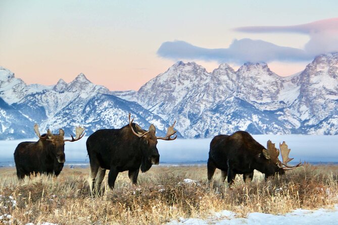 Grand Teton National Park Private Wildlife Safari - Dawn/Dusk - Key Points