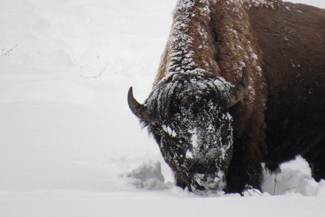 Grand Teton National Park Private Wildlife Safari - Dawn/Dusk - Scenic Stops and Highlights in Grand Teton National Park