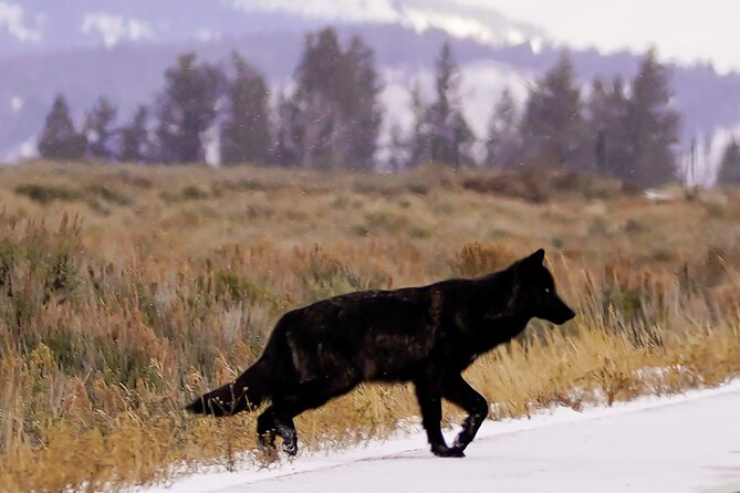 Grand Teton National Park Private Wildlife Safari - Dawn/Dusk - Why Choose This Grand Teton Wildlife Safari
