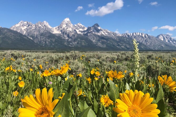 Grand Teton National Park Private Wildlife Safari - Dawn/Dusk - Who Will Appreciate This Tour Most
