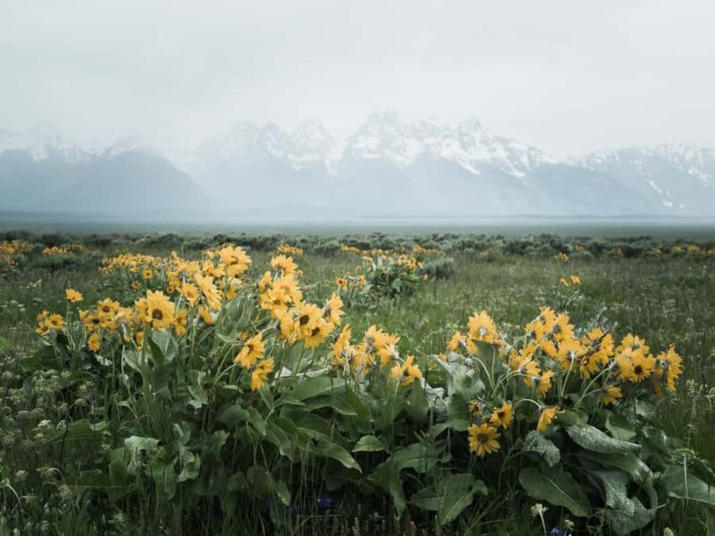 Grand Teton National Park: Professional Portrait Photoshoot - Image Delivery and Quality
