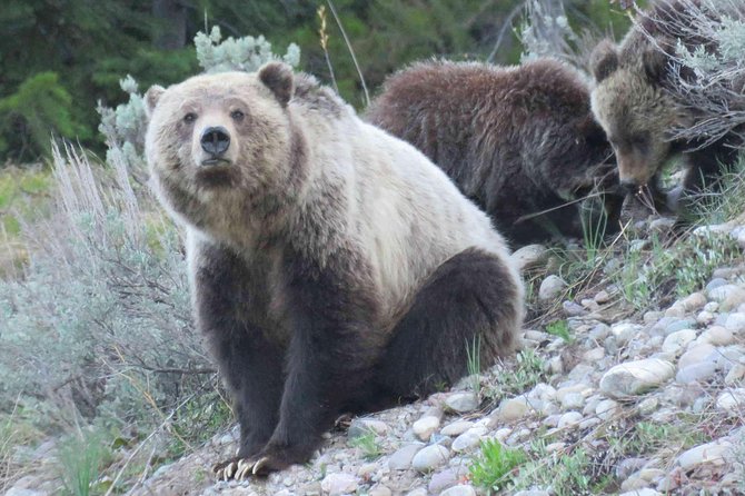 Grand Teton National Park - Sunrise Tour from Jackson Hole - Who Will Enjoy This Tour Most?