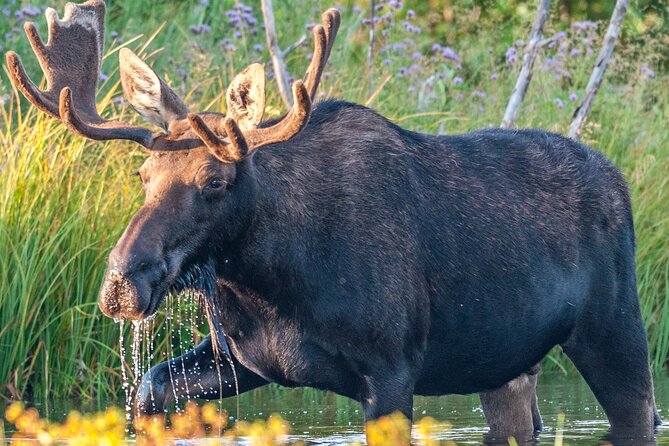 Grand Teton National Park Tour from Jackson Hole - Visiting Menor’s Ferry and the Snake River
