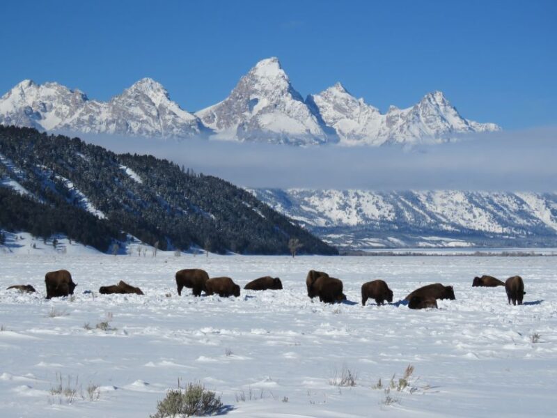 Grand Teton National Park: Wildlife Tour and Sleigh Ride - Discovering Grand Teton National Park and Jackson Hole
