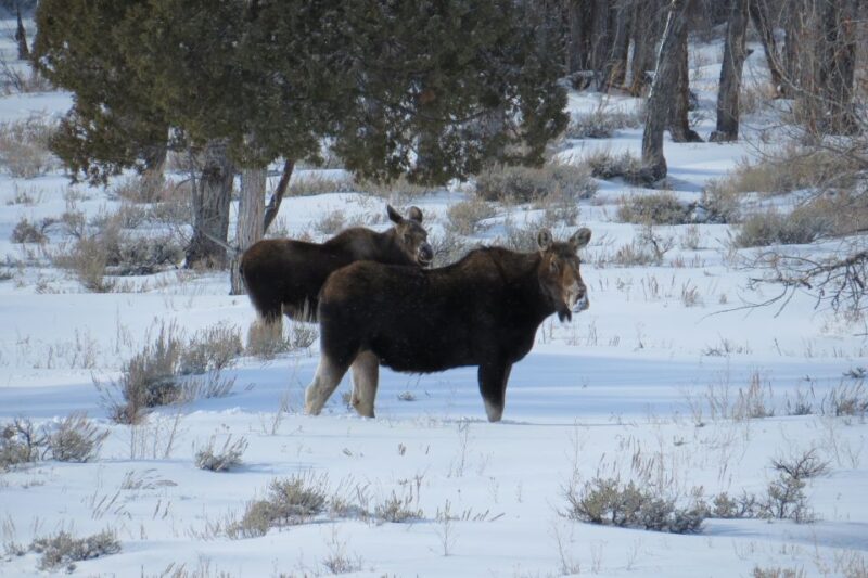 Grand Teton National Park: Wildlife Tour and Sleigh Ride - The Sum Up: A Well-Rounded Wyoming Winter Adventure