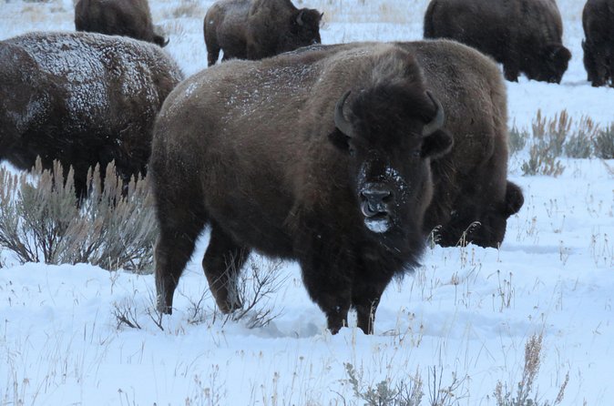 Grand Teton Park & Jackson Hole - PRIVATE Full-Day Wildlife Tour - Exploring Grand Teton in winter
