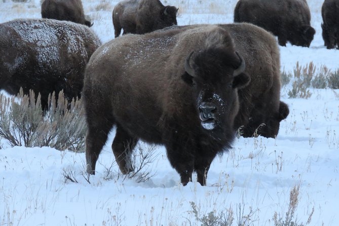 Grand Teton Park & Jackson Hole - PRIVATE Full-Day Wildlife Tour - The Elk Refuge sleigh ride experience