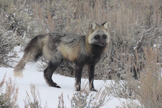 Grand Teton Park & Jackson Hole - PRIVATE Full-Day Wildlife Tour - Guides and customer satisfaction