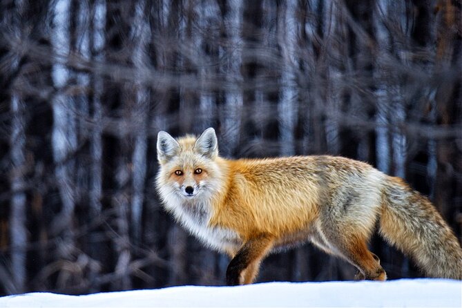 Grand Teton Private Winter Tour - Grand Teton Winter Tour: An Authentic and Scenic Winter Adventure