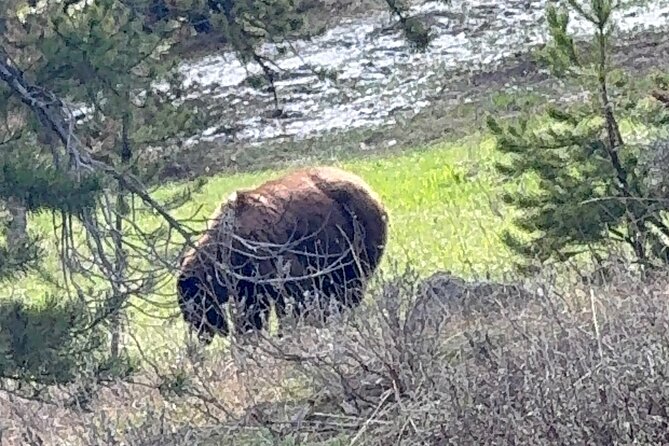 Grand Teton Sunrise Scenic Tour - Wildlife and Nature Encounters