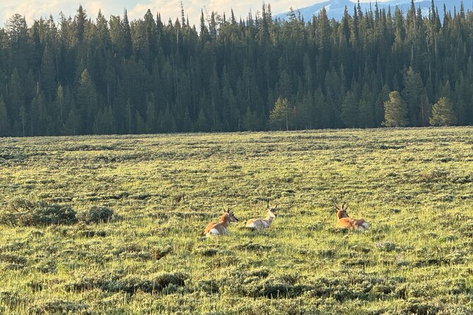 Grand Teton Sunrise Scenic Tour - Cost and Park Entrance Fee