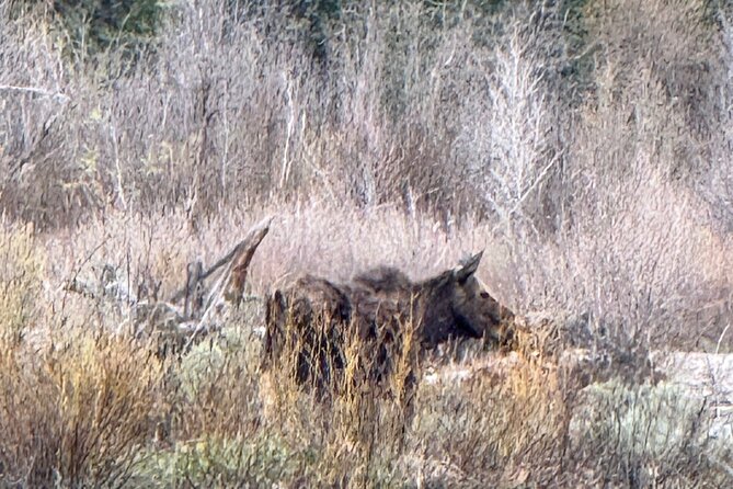 Grand Teton Sunrise Scenic Tour - Cancellation and Weather Considerations