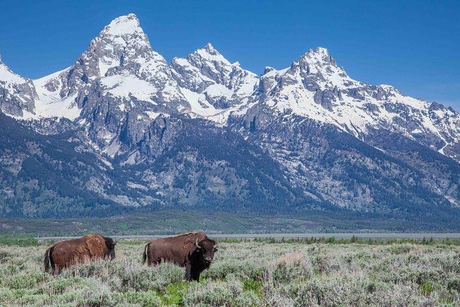 Grand Teton Wildlife Safari Tour - Explore Grand Teton Wildlife with Confidence