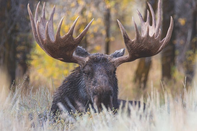 Grand Teton Wildlife Safari Tour - Guided Exploration of Mormon Row and Historic Sites