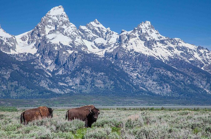 Grand Teton Wildlife Safari Tour - Oxbow Bend and Animal Spotting Prospects
