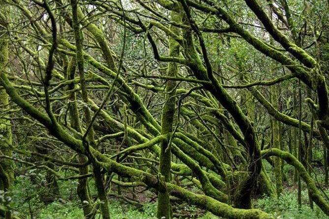 Grand Tour Tenerife - Full-Day Private VIP Tour - Discovering Garachico and the Old Town