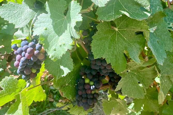 GRAND VINTAGE Moet et Chandon Veuve Clicquot Cellars & Tastings - Key Points