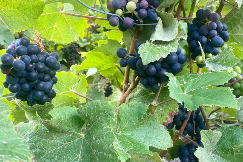 Grand Vintage Private Champagne Moet Chandon Veuve Clicquot - Who Will Appreciate This Tour Most?