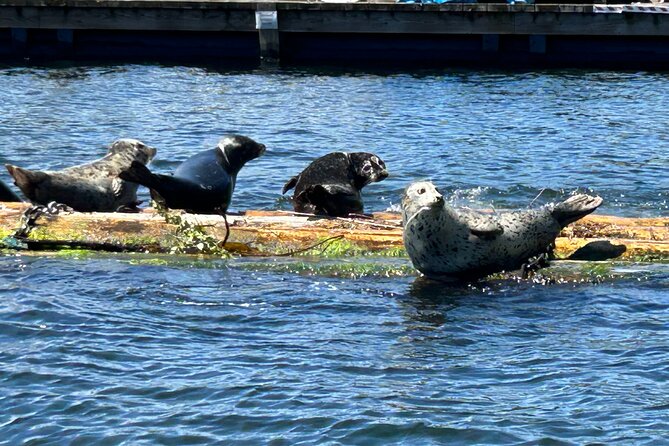 Granite and Silver Falls Private Boat Tour in Vancouver - Twin Islands and Wildlife Encounters